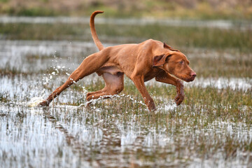 young vizsla running through water