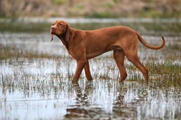 vizsla standing in water