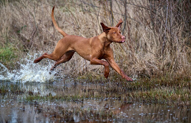 young vizsla running through water