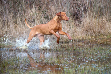 young vizsla running through water