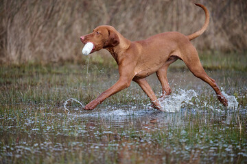 young vizsla with a dummy running in water