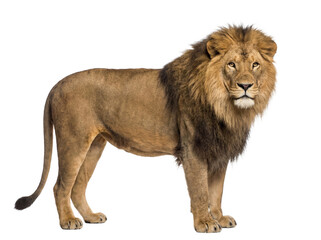 African lion standing, side view, isolated on transparent background (PNG) © Trixy
