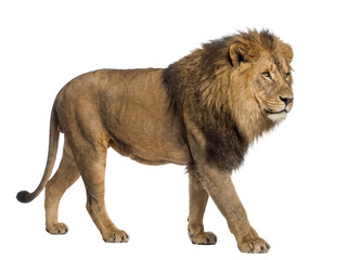 Obraz premium African lion walking, side view, isolated on transparent background (PNG)