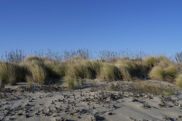 DUNE SPIAGGIA CON VEGETAZIONE