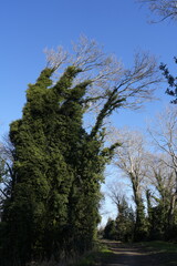 ALBERI SOFFOCATI DAI RAMPICANTI 