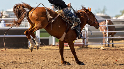 Rodeo bronc horse airborne with rider in western arena during competition © Jackson Photography