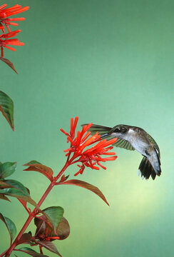 01162-06618 Ruby-throated Hummingbird (Archilochus colubris) immature male on Firebush (Hamelia patens) Madison Co.  MS