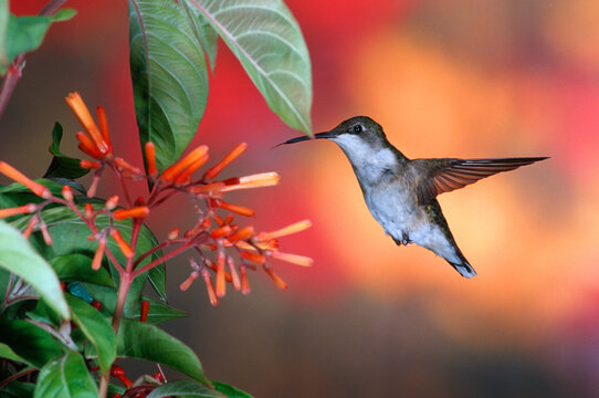 01162-10818 Ruby-throated Hummingbird (Archilochus colubris) on Firebush (Hamelia patens)  Marion Co. IL