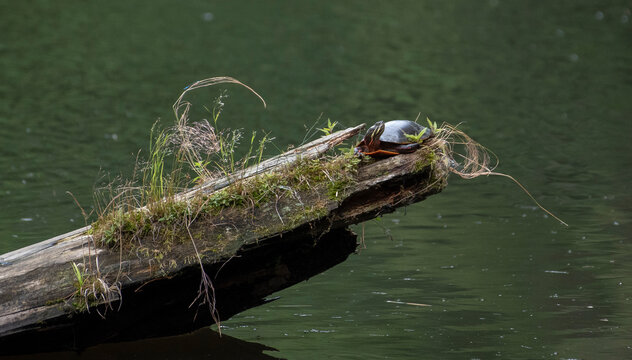 Eastern Painted Turtle