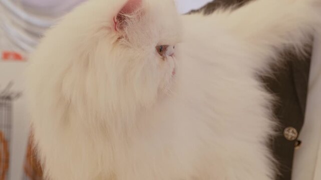 Just a Farry Cat and its cute tongue