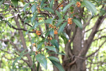 金木犀の森の風景