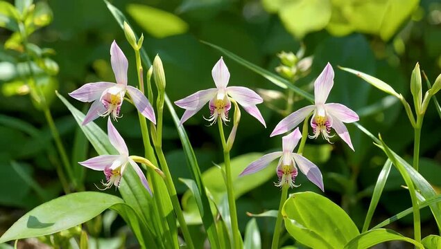 Cinematic 4K footage of Bhatou Phool wild orchids Assam during spring showcasing full bloom vibrant colors detailed textures natural outdoor 