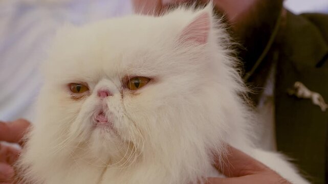 Just a Farry Cat and its cute tongue