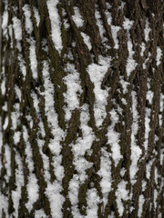 Obraz premium Close Up of Tree Bark Covered with Snow, Winter Texture Detail