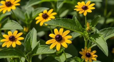 Close-up of vibrant yellow and dark brown eyed flowers with green leaves