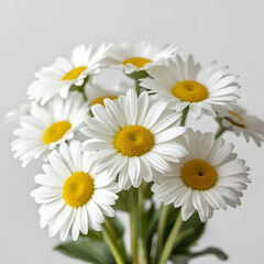 Obraz premium daisies on white background
