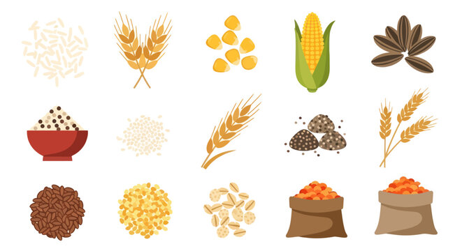 Various cereal grains and seeds collection for food and agriculture designs