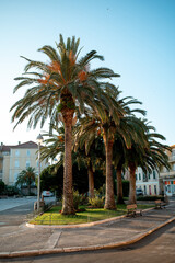 Fototapeta premium Palm Trees in Croatian Town Square