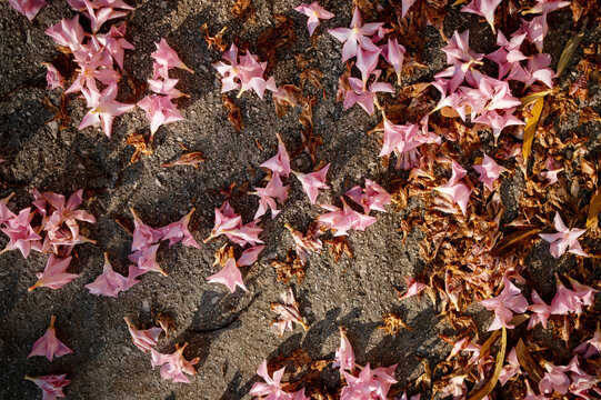 Fallen Pink Oleander Flowers