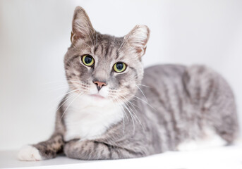 Obraz premium A shorthair tabby cat with its left ear tipped