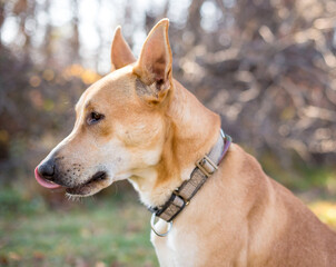 Naklejka premium A mixed breed dog displaying stressed body language