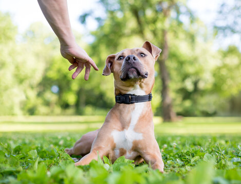 An anxious dog leaning away from a person's hand
