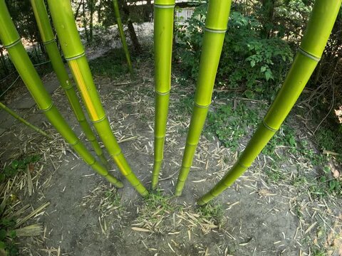 Large green stems of giant bamboo growing in a garden in Odessa