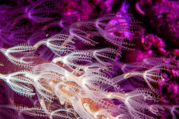 Sea Pen Coral (Veretillum cynomorium) on the Seafloor in the Marmara Sea