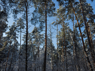 Fototapeta premium Trunks and branches of pines in a winter forest