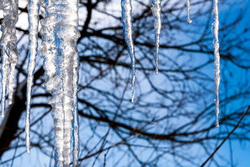 Obraz premium Large sparkling icicles against a blue sky