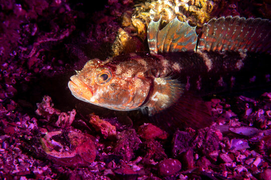 Red Lipped Goby Fish Portrait Underwater