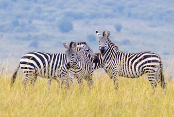 Naklejka premium Plains Zebra looking at camera in Masai Mara National Park in East Africa Kenya KEN