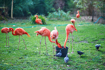 A group of bright pink flamingos standing and feeding on green grass in a natural park environment © Ekaterina Pokrovsky