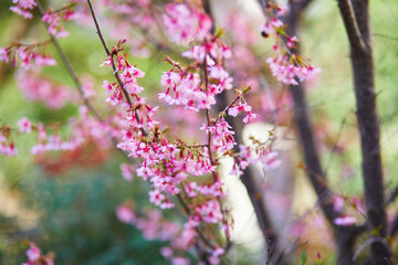 Close-up of delicate pink cherry blossoms blooming on thin branches, captured in soft natural light