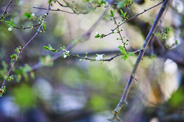 Close-up of tree branches with early spring buds starting to open, showing the natural transition...