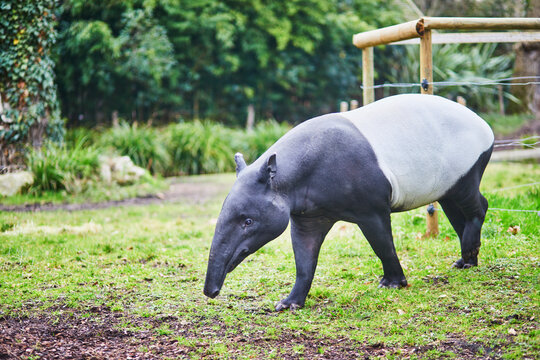 A Malayan tapir walking on grass in a natural park environment