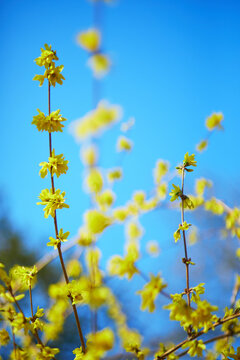 Close-up of vibrant yellow forsythia flowers blossoming on thin branches against a clear blue sky. Symbol of early spring and seasonal awakening