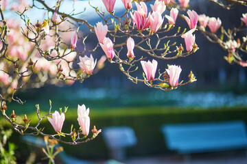 Close-up view of blooming magnolia flowers in a Paris park during springtime © Ekaterina Pokrovsky