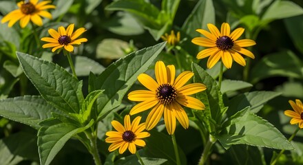Obraz premium Close-up of vibrant yellow flowers with dark centers surrounded by lush green foliage
