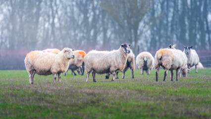 Naklejka premium Flock of sheep, watching the photographer, Bothal Northumberland January 2026