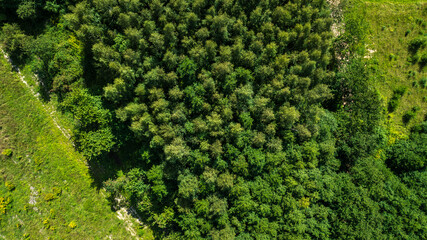 Aerial view of dense forest canopy with circular cluster and paths