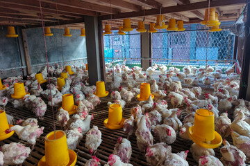 Chickens in a Modern Poultry Farm with Feeding Equipment © Hidayat
