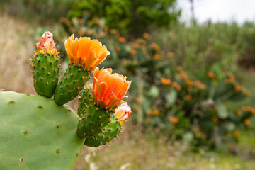 Orange Prickly Pear Cactus Flowers with Blurred Flowers Background (Opuntia ficus-indica) | Pomarańczowe kwiaty kaktusa opuncji figowej z rozmytym kwiacistym tłem