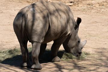 Obraz premium rhino in the wild with butt facing camera Oklahoma zoo