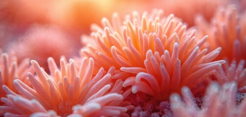 Obraz premium Close up of vibrant pink and orange coral tentacles forming abstract patterns. Underwater marine life in magnified view. Ocean ecosystem detail shows texture and color.