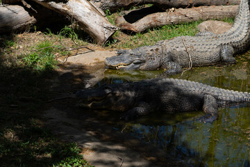 Obraz premium alligator in the swamp Oklahoma zoo