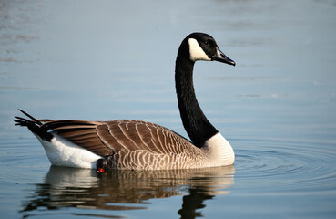 Fototapeta premium Canada goose swims serenely on calm water under bright daylight. Its graceful neck curves as it glides peacefully. Bird displays natural beauty in its habitat.