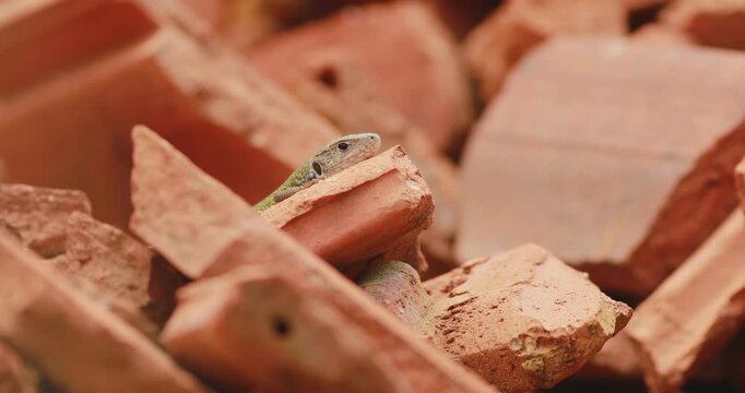 Cinematic close-up of european green lizard basking on red roof tiles in sunlight, 4k wildlife footage