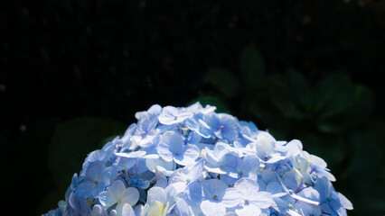 Close up of blooming blue hydrangea flower in a garden
