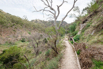 tree in the mountains